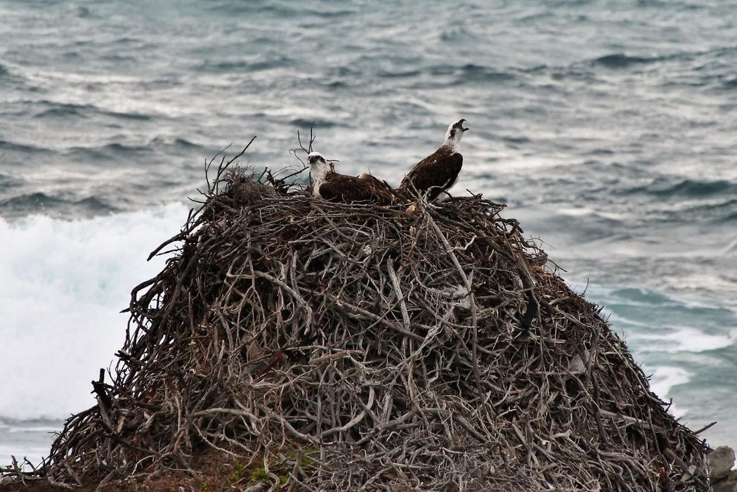 Rottnest Photographic Day Tour Without Ferry - We Wander