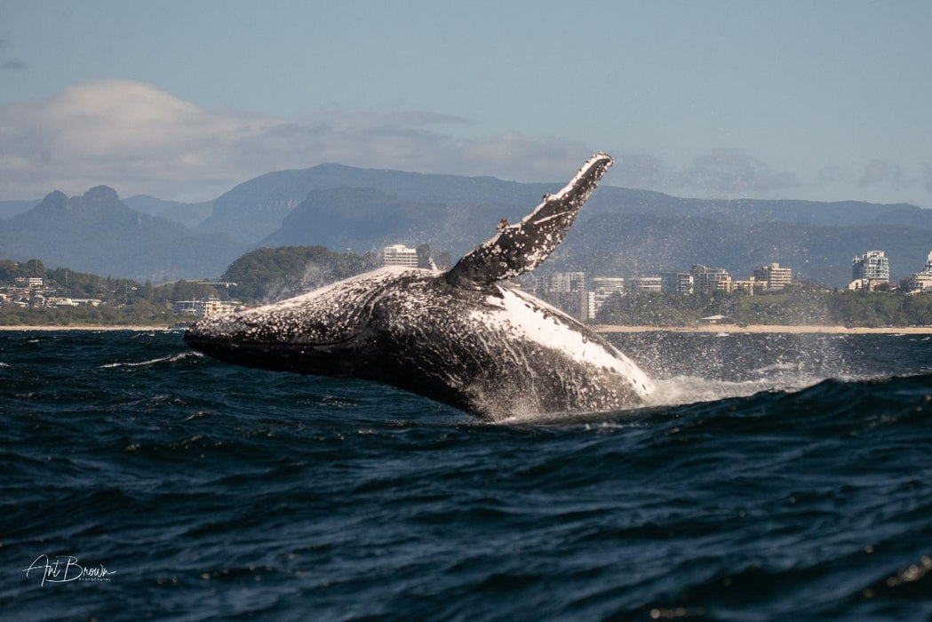 Safari - Style Whale Watching Gold Coast - We Wander