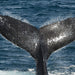 Sails And Whales Private Charter Whale Watching On A Luxury Sailing Catamaran - We Wander