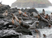 Scenic Flight 3 - Seal Rocks, Penguins & The Gp Circuit - We Wander