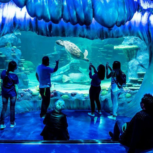 Sea Life Sydney Aquarium - Daily Offpeak - We Wander