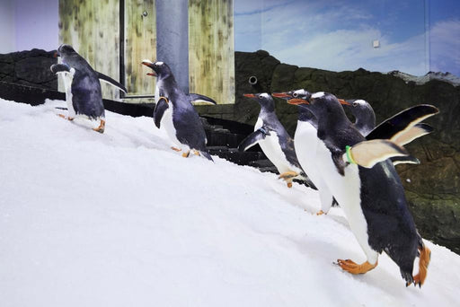 Sea Life Sydney Aquarium - Daily Offpeak - We Wander