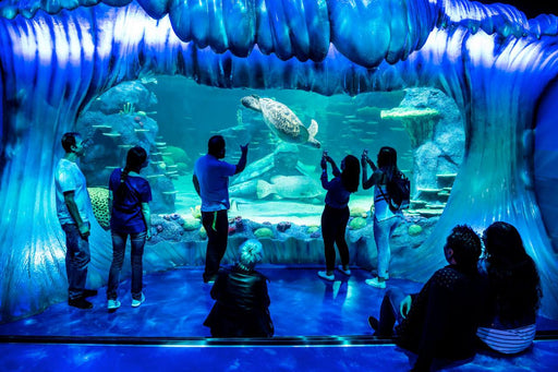 Sea Life Sydney Aquarium - Daily Offpeak - We Wander