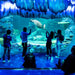 Sea Life Sydney Aquarium - Daily Offpeak - We Wander