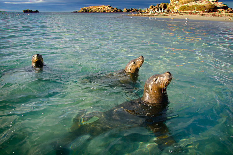 Winter Wildlife Cruise Includes Fresh Fish & Chips Lunch