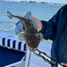 Shared Broadwater Fishing - Pickup From Runaway Bay - We Wander