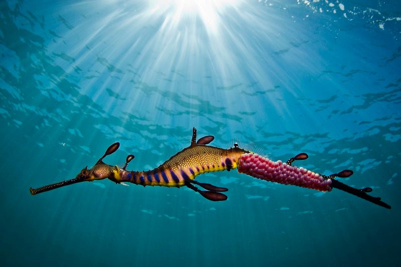 Snorkel With Sea Dragons - We Wander