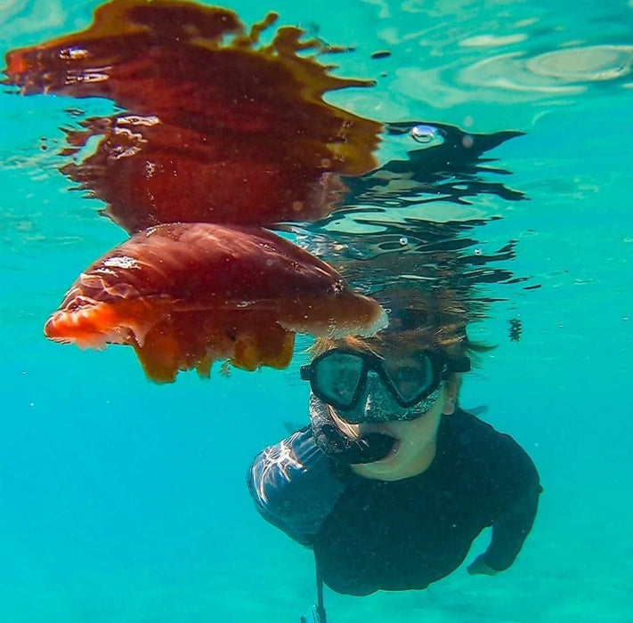 Coral Viewing & Snorkel Tour, Exmouth 2Hrs