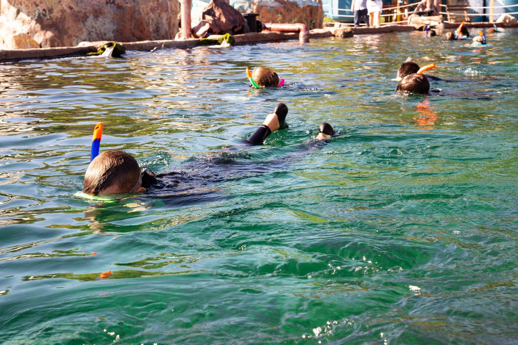 Stingray Snorkel With Entry Pass - We Wander