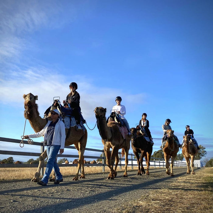 Sunrise Camel Ride - We Wander