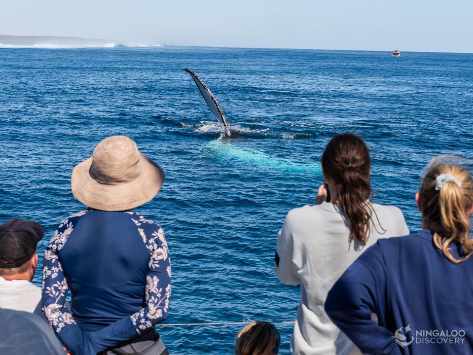 Sunset Sail Or Whale Watching (July - November) - We Wander