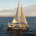 Sunset Sail Or Whale Watching (July - November) - We Wander