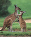 Swan Valley & Wildlife Park Tour - We Wander