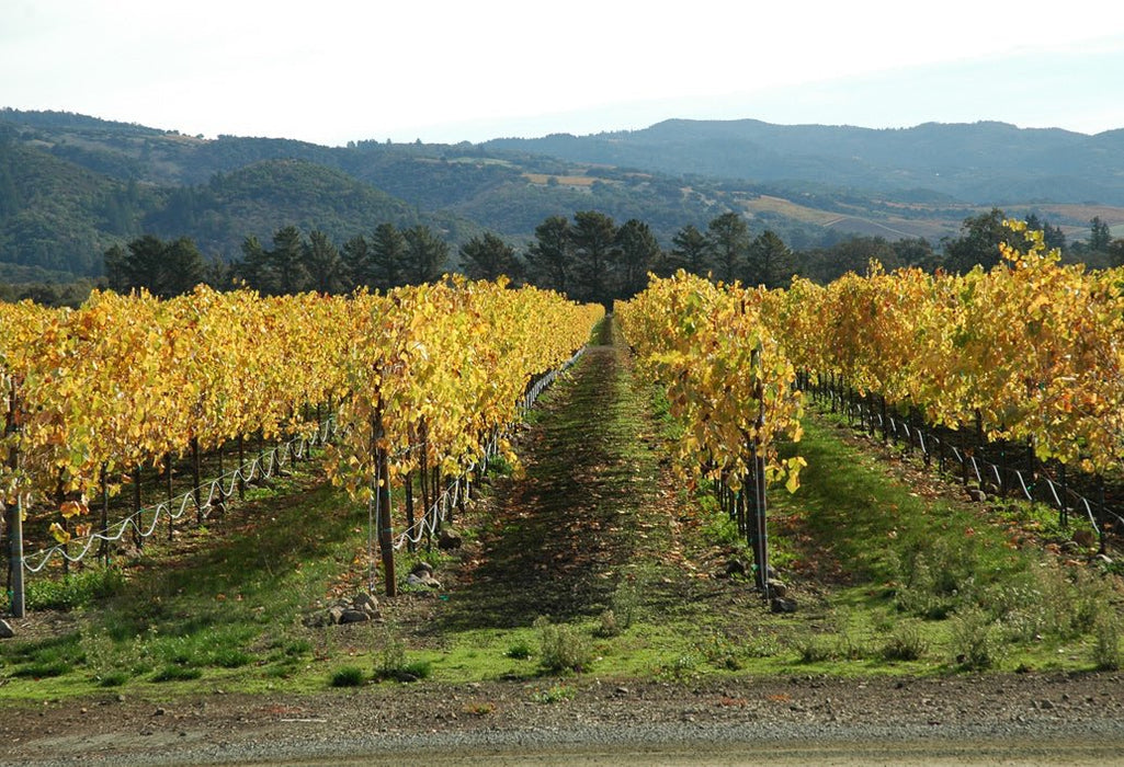 Swan Valley, Wildlife Park, Winery & Fruit Orchard - We Wander