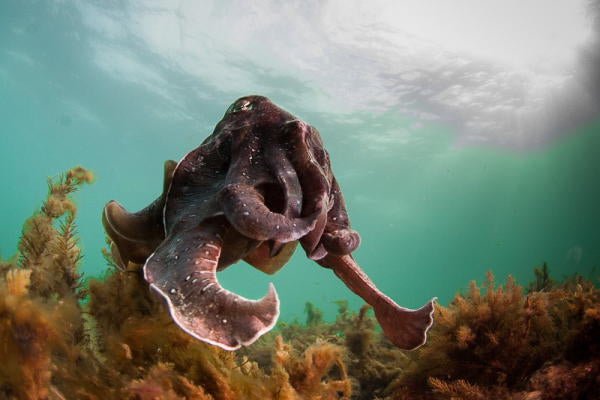 Swim With The Giant Cuttlefish - We Wander