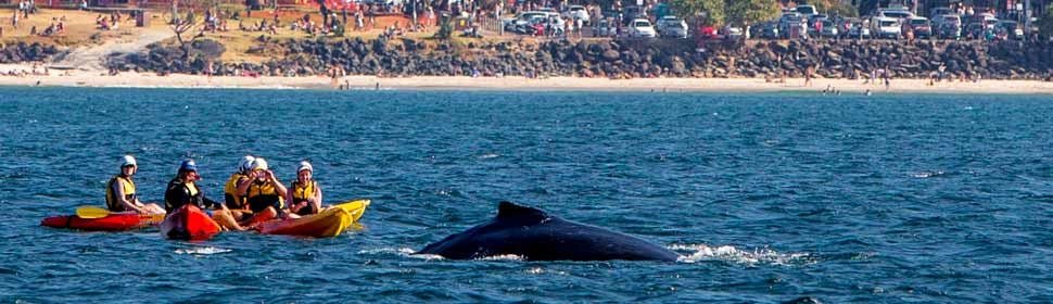 The Byron Bay Sea Kayak Tour - We Wander