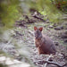 Three Capes & Tukana & Tasman Peninsula Off Peak Explorer - Lutruwita Tasmania - 3 Days - We Wander