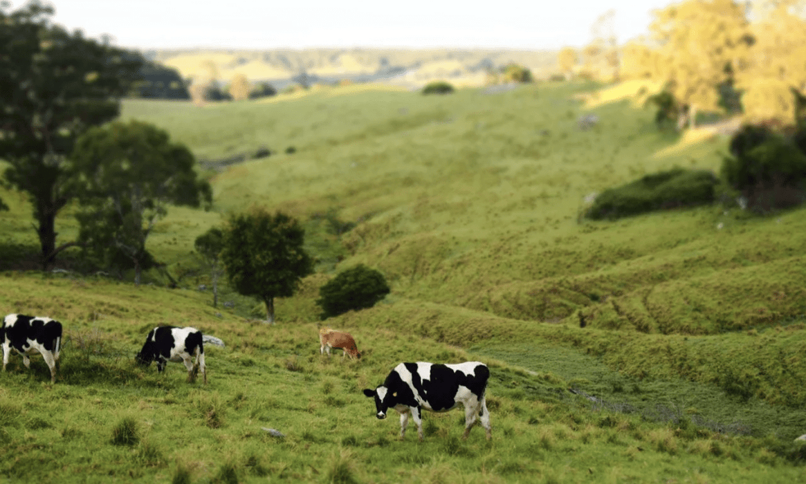 Tilba's Twilight Walking Tour - We Wander