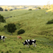 Tilba's Twilight Walking Tour - We Wander
