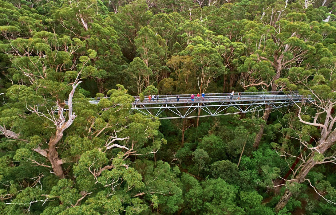 Valley Of The Giants Tree Top Walk - We Wander