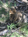 Wadjemup (Rottnest Island) Aboriginal Tour - We Wander