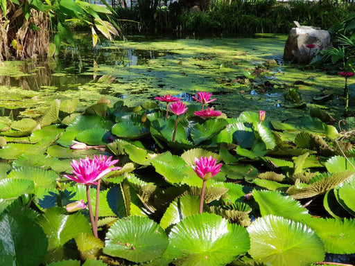 Walk The Botanic Gardens - We Wander