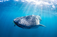 Whale Shark Adventure Swims Exmouth - We Wander