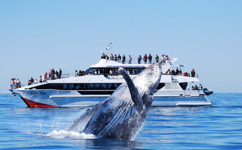 Whale Watching Adventure - We Wander