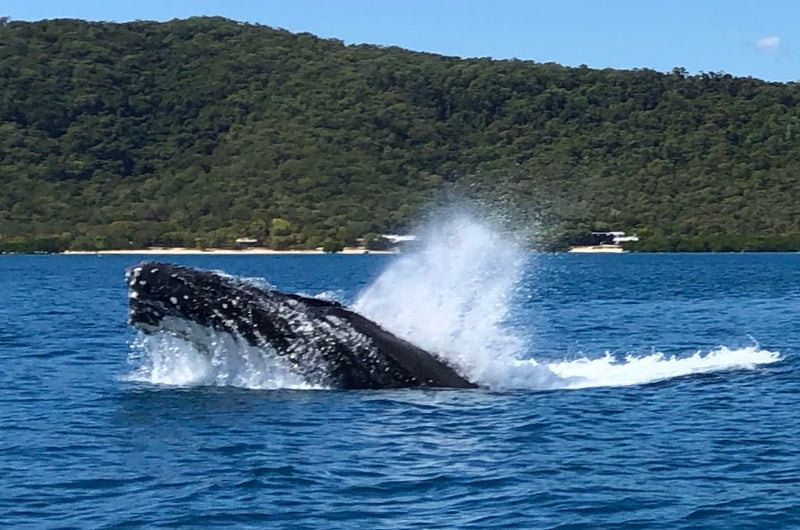 Whale Watching Tour - We Wander