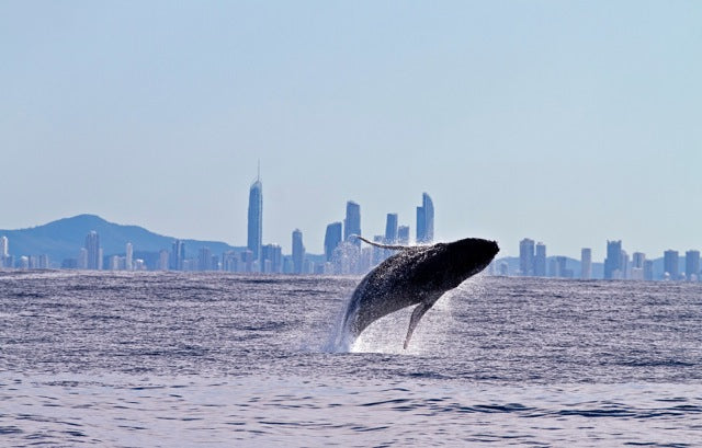 Whale Watching In A Private Boat