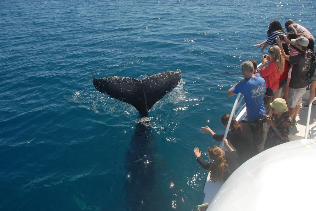 Whalesong Whale Watch Tour