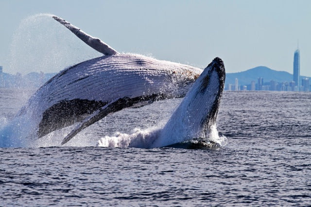 Whale Watching In A Private Boat