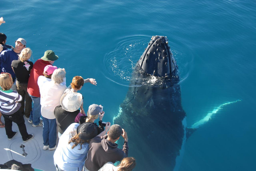 Whalesong Whale Watch Tour