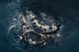 Whalesong Whale Watch Tour - We Wander