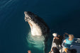 Whalesong Whale Watch Tour - We Wander