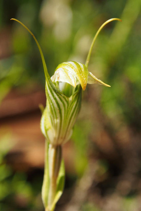 Wild Flowers And Orchids Of Western Australia Photographic Day Tour - We Wander