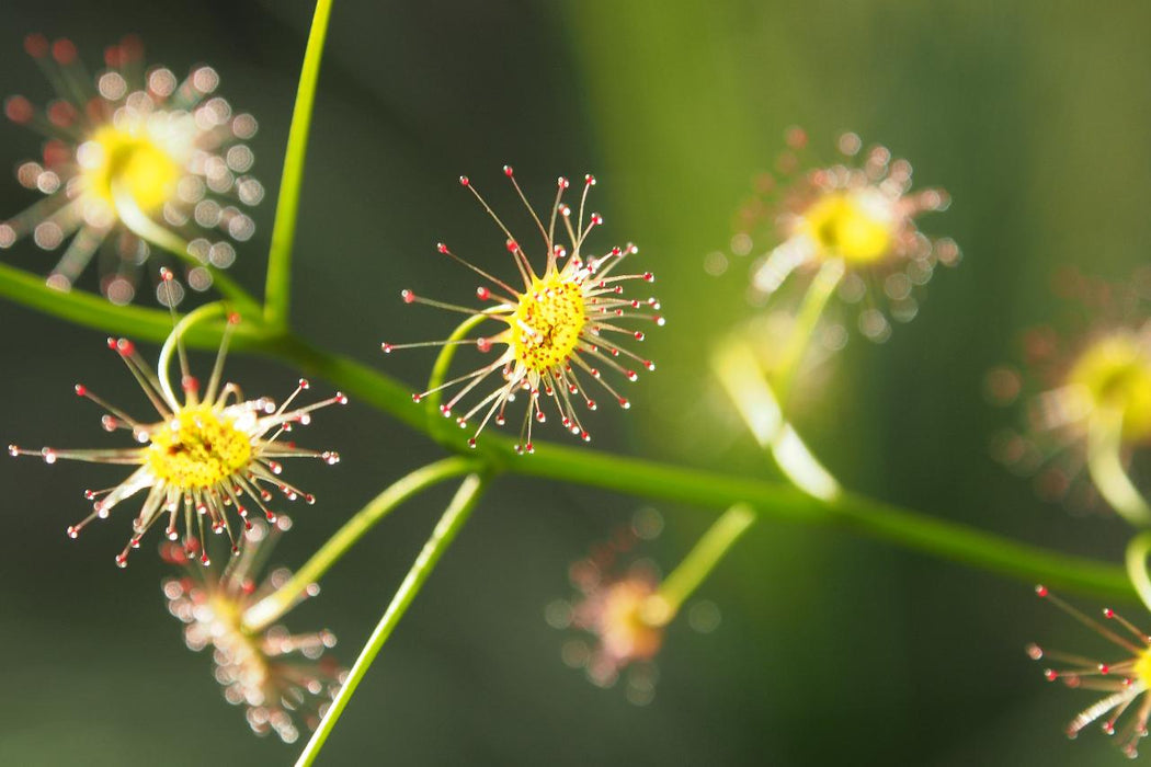 Wild Flowers And Orchids Of Western Australia Photographic Day Tour - We Wander