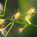 Wild Flowers And Orchids Of Western Australia Photographic Day Tour - We Wander