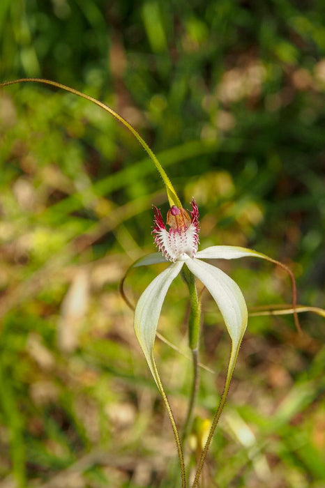 Wild Flowers And Orchids Of Western Australia Photographic Day Tour - We Wander