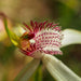 Wild Flowers And Orchids Of Western Australia Photographic Day Tour - We Wander