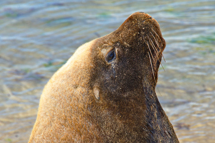 Winter Wildlife Cruise Includes Fresh Fish & Chips Lunch