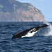 Wilsons Prom – Whale Cruise - We Wander