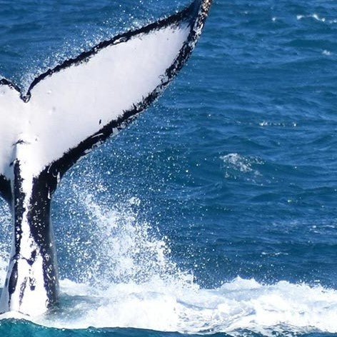 Wilsons Prom – Whale Cruise - We Wander