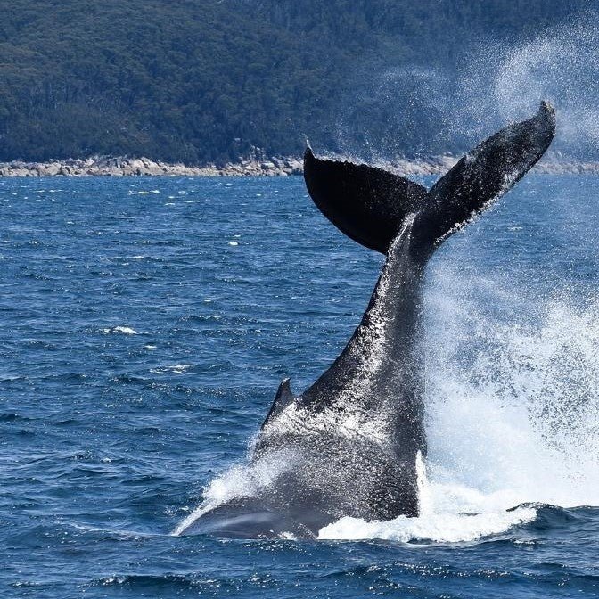 Wilsons Prom – Whale Cruise - We Wander