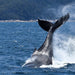 Wilsons Prom – Whale Cruise - We Wander