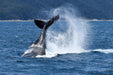 Wilsons Prom Whale Cruise - We Wander