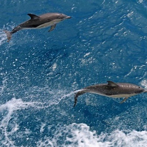 Wilsons Prom – Whale Cruise - We Wander