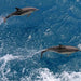 Wilsons Prom – Whale Cruise - We Wander