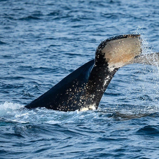 Winter Whale Cruise - We Wander