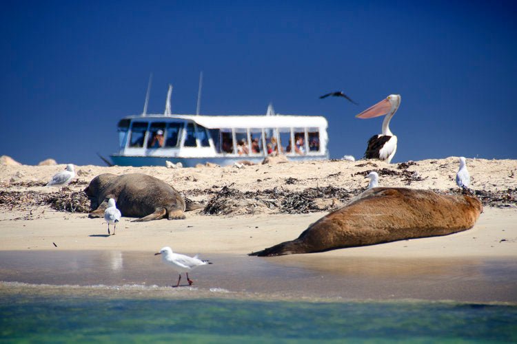 Winter Wildlife Cruise Includes Fresh Fish & Chips Lunch - We Wander